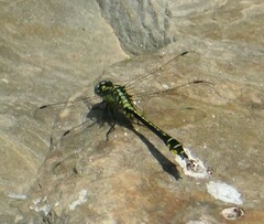 Gomphus vulgatissimus