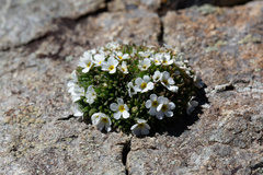 Androsace delphinensis