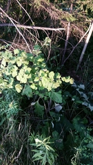 Arctium lappa