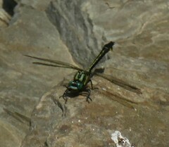 Gomphus vulgatissimus