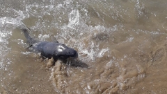 Lagocephalus sceleratus