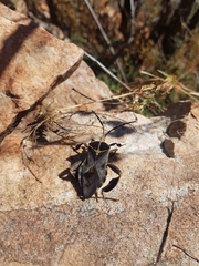 Petascelis remipes