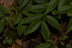 Pilidiostigma glabrum