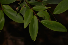 Pilidiostigma glabrum