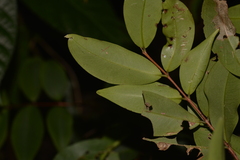 Pilidiostigma glabrum