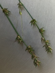 Carex divulsa divulsa