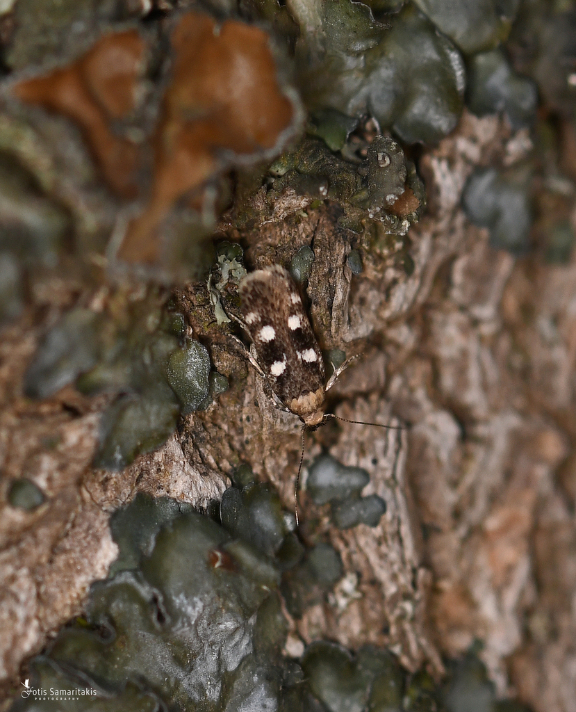 Gelechia dujardini