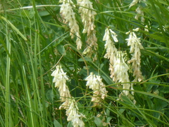 Hedysarum sulphurescens