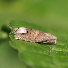 Epiblema sugii
