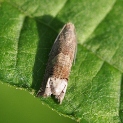 Epiblema sugii