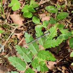 Platycnemis pennipes