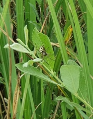 Neoscona adianta