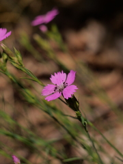 Dianthus graniticus