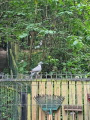 Columba palumbus