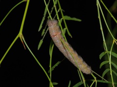 Apotolype brevicrista