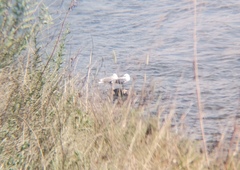 Larus argentatus mongolicus