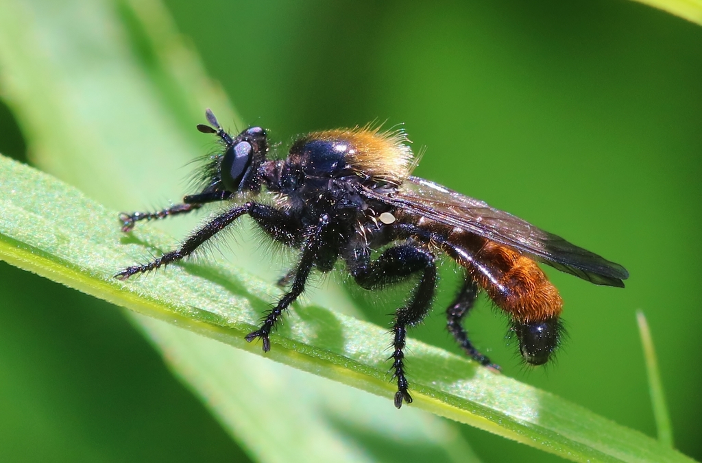 Northeastern Laphria