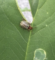 Zygogramma exclamationis