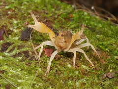 Engaeus hemicirratulus