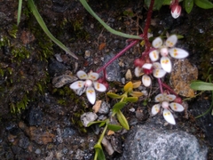 Micranthes stellaris