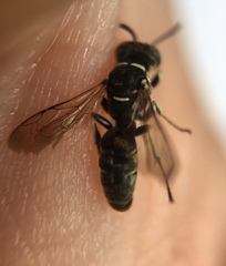 Miscophini