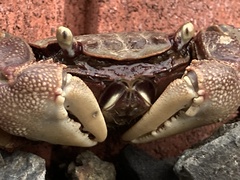 Orisarma dehaani