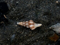 Fasciolariidae