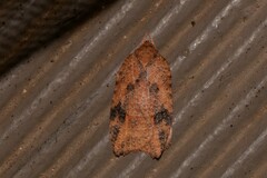 Thyromorpha stibaropis