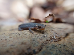 Ommatotriton ophryticus