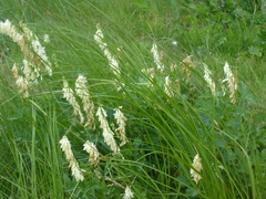 Hedysarum sulphurescens