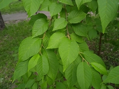 Prunus maackii