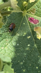 Deraeocoris ruber