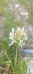 Oxytropis muricata