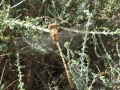 Onychogomphus costae