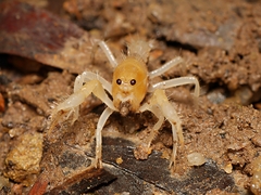 Engaeus hemicirratulus