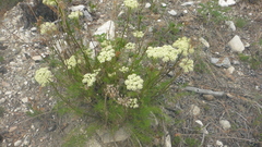 Ferulopsis hystrix