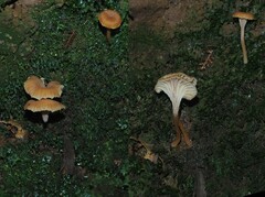 Camarophyllopsis darwinensis
