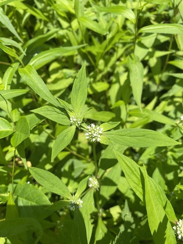 Spermacoce glabra iNat (2)