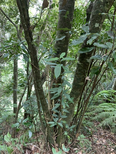 Image of Lithocarpus glaber by (c) 呂一起(Lu i-chi), some rights reserved (CC BY)