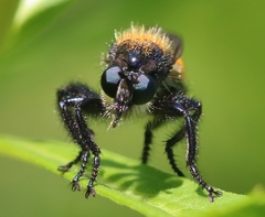 Laphria altitudinum