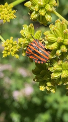 Graphosoma italicum italicum