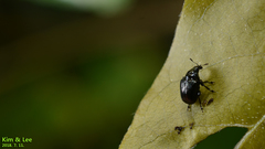Euops lespedezae