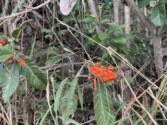 Cordia rickseckeri