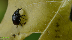 Euops lespedezae