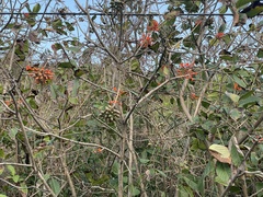 Cordia rickseckeri