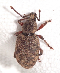 Otiorhynchus singularis