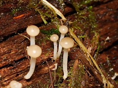 Vibrissea dura