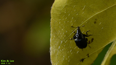 Euops lespedezae