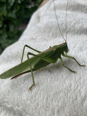 Tettigonia viridissima