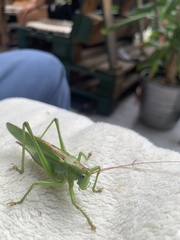 Tettigonia viridissima